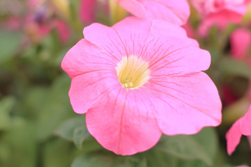 Close up a single head of a beautiful pink petunia flower blossom at the botanical garden
