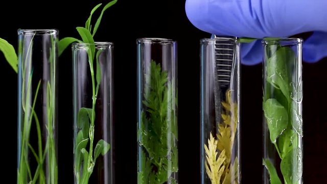 Scientis take yellow dry plant from glass test tube on black background. Close up.