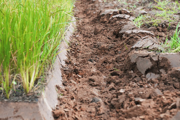 closeup soil ploughed field at local