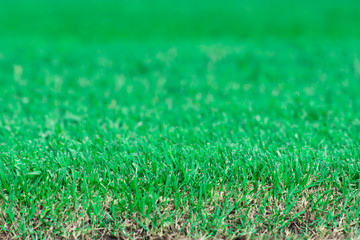 Close up Green grass