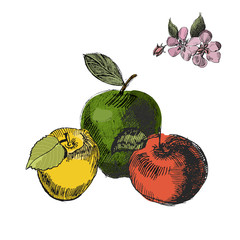 Apple sketch.Vintage ink hand drawn vector of different apples and flowers of apple , isolated on white background.