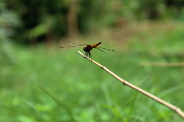 A close up of a gold dragonfly resting on a small branch.Dragonfly, Macro dragonfly, dragonfly , insect, animal, nature,macro,bug.