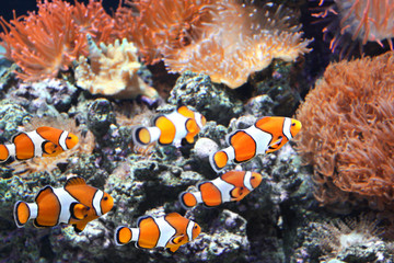 Sea anemone and clown fish