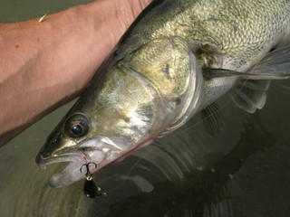 Walleye fishing on lake