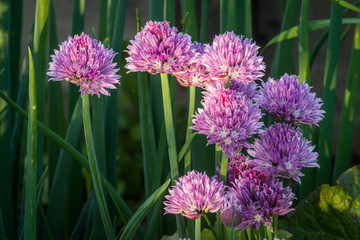 Flowering Chives