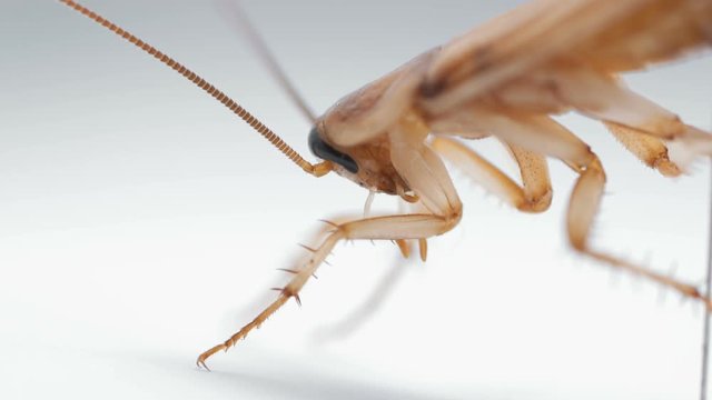 Cockroaches ( Blattella asahinai ) are sprayed with insecticides and lying on white background. Asthma and allergy triggers.