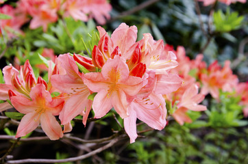 Kwiatek © KrólestwoNauki