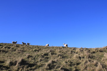 Sheep in Te Mata Peak