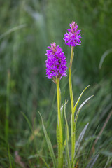 Southern rare Marsh Orchid - pair of Dactylorhiza incarnata meadow in summer time. Grassland, spotted orchid
