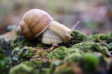 Красивая улитка