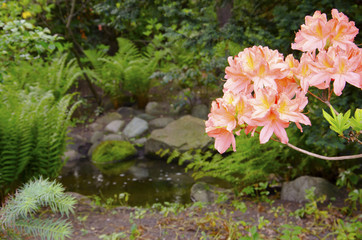 Kwiatek © KrólestwoNauki