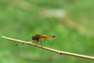 A close up of a gold dragonfly resting on a small branch.Dragonfly, Macro dragonfly, dragonfly , insect, animal, nature,macro,bug.