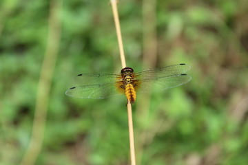 A close up of a gold dragonfly resting on a small branch.Dragonfly, Macro dragonfly, dragonfly , insect, animal, nature,macro,bug.