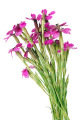 Wild miniature pink field carnations flowers in a micro bouquet