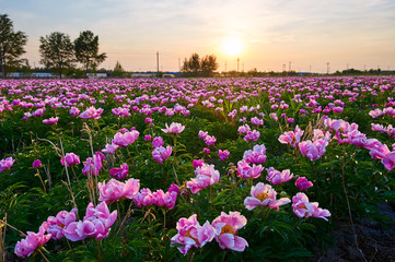 The peony flowers scenic.