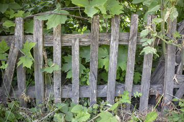 Simple photo background pattern of dozen wooden fence with green bush