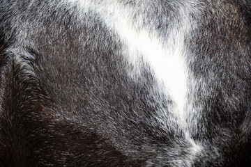 Close-up of black and white horse's fur