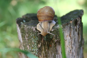 Красивая улитка