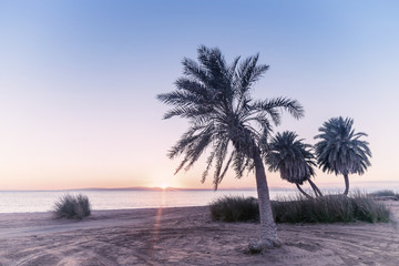 Fototapeta na wymiar Vintage summer landscape with palms