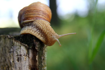 Красивая улитка