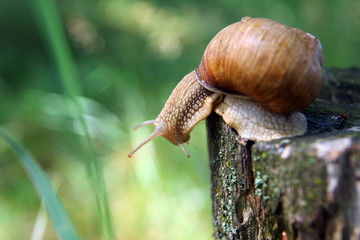 Красивая улитка