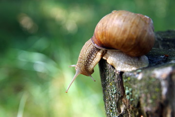 Красивая улитка