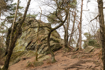 forest dörenther klippen with mountain