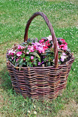 Fototapeta na wymiar In a large wicker basket, which is located on a lawn with daisies, pink flowers grow.