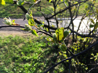Spring leaves - fresh young spring leaves