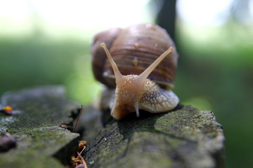 Красивая улитка