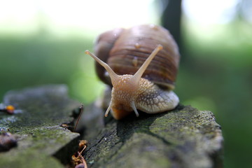 Красивая улитка