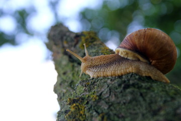 Красивая улитка