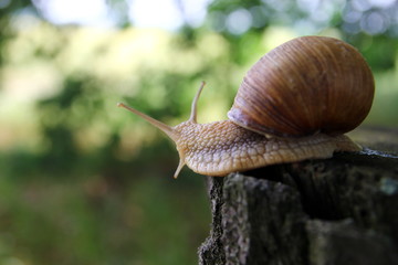 Красивая улитка