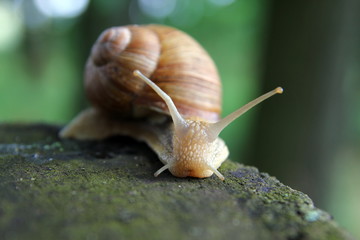 Красивая улитка