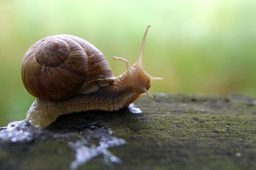 Красивая улитка