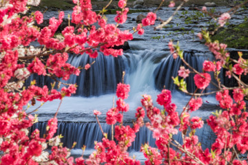 Peach tree blooming against the river,by the waterfall.