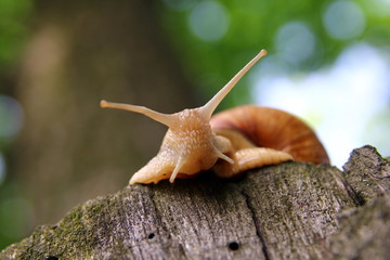 Красивая улитка