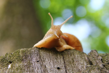 Красивая улитка