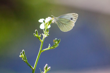Wild meadow grass and butterfly in spring in nature macro