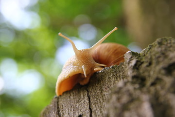 Красивая улитка