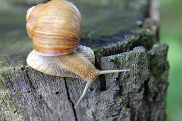 Красивая улитка