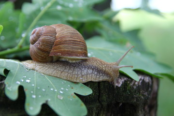 Красивая улитка