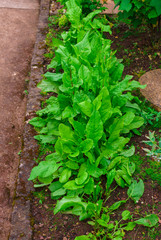 Fresh organic sorrel leaves pattern background for salad or soup. First spring greens - sorrel