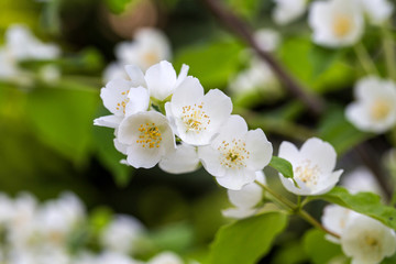 Beautiful blossoming branch of jasmine in garden