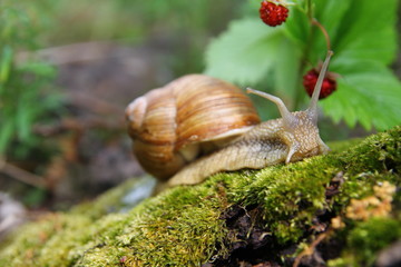 Красивая улитка