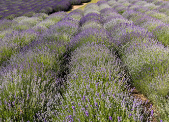 Fototapeta na wymiar Garden with the flourishing lavender