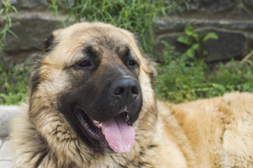 dog caucasian sheepdog two years old jpg