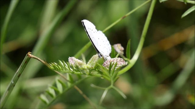 Faulbaum-Bl&auml;uling auf einer Wiese