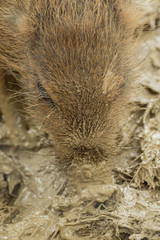 A boar is looking for food in the wet mud