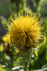 blooming yellow star-thistle flowers on lavender field background